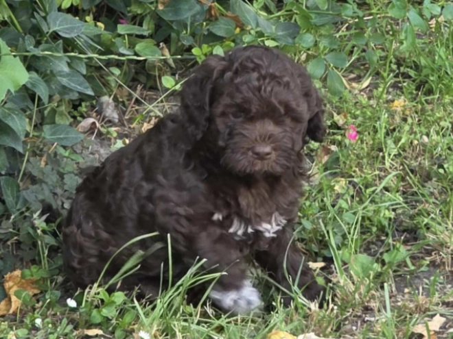 Lagotto Romagnolo puppy for sale