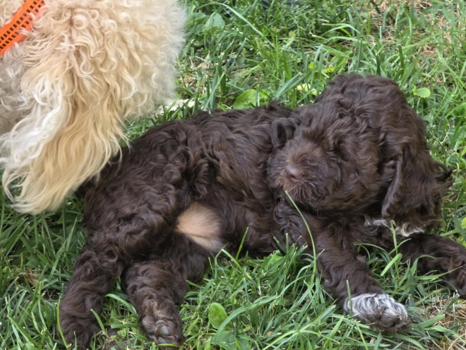 Lagotto Romagnolo puppy for sale