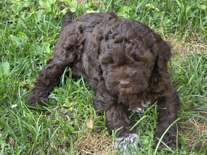 Lagotto Romagnolo puppy for sale