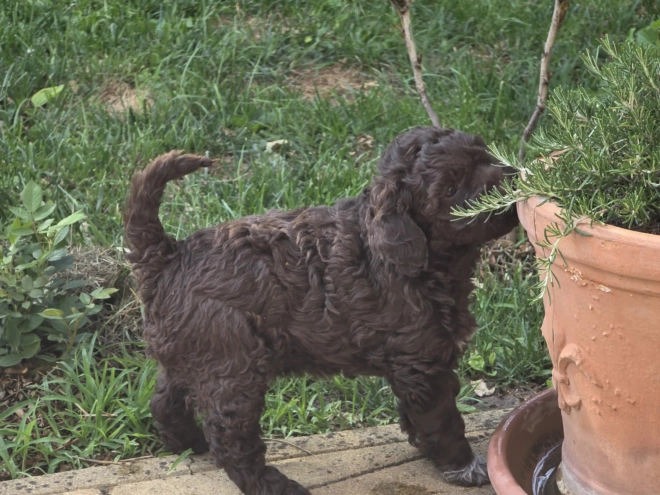 Lagotto Romagnolo puppy for sale