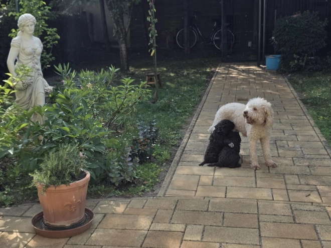 Lagotto Romagnolo Welpe kaufen