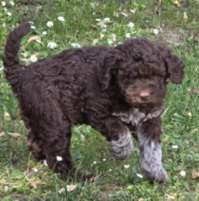Lagotto Romagnolo Welpe kaufen