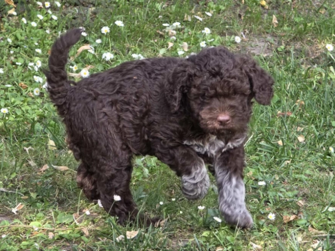 Lagotto Romagnolo Welpe kaufen