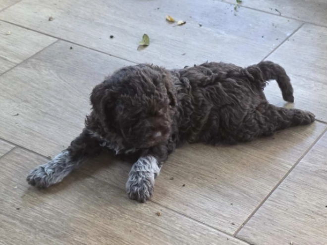 Lagotto Romagnolo Welpe kaufen
