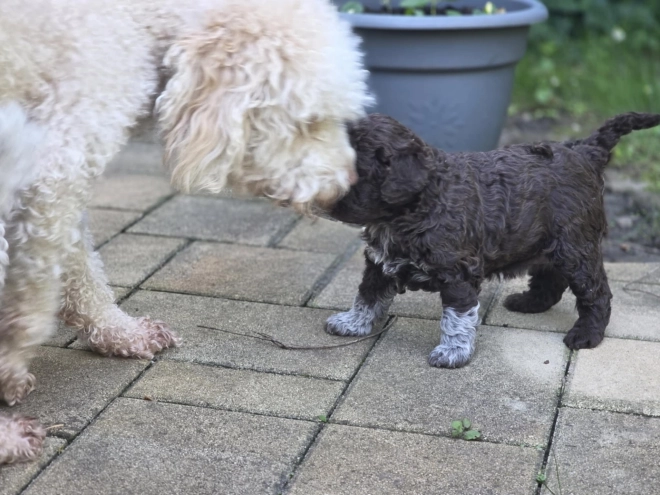Lagotto Romagnolo Welpe kaufen