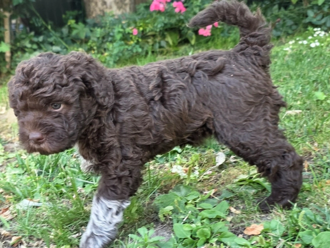 Lagotto Romagnolo Welpe kaufen
