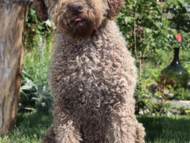 Lagotto Romagnolo Welpe kaufen