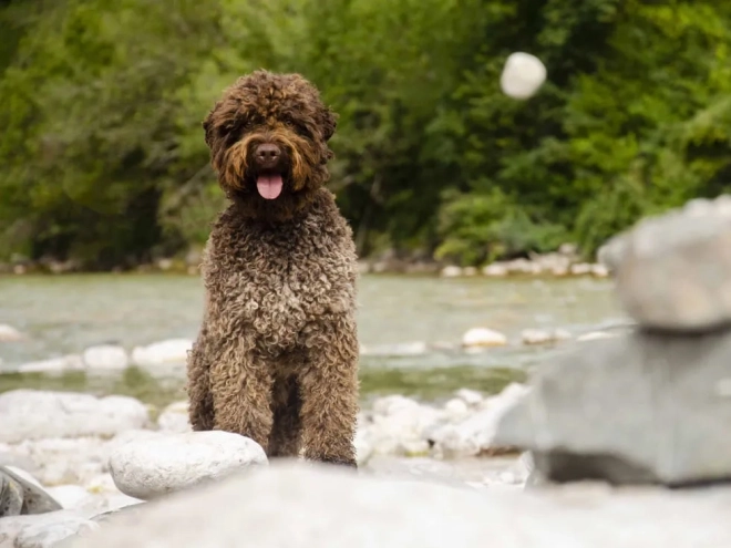 Perros Lagotto Romagnolo en venta