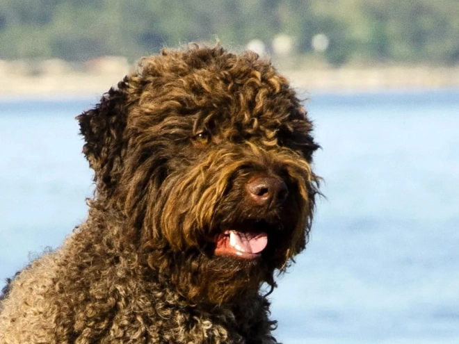 Perros Lagotto Romagnolo en venta