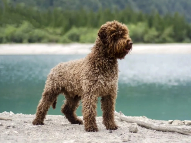Perros Lagotto Romagnolo en venta