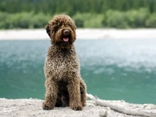 Perros Lagotto Romagnolo en venta