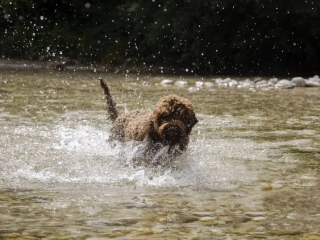 Perros Lagotto Romagnolo en venta
