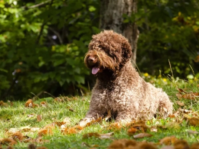 Perros Lagotto Romagnolo en venta