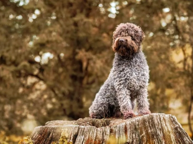 Perros Lagotto Romagnolo en venta