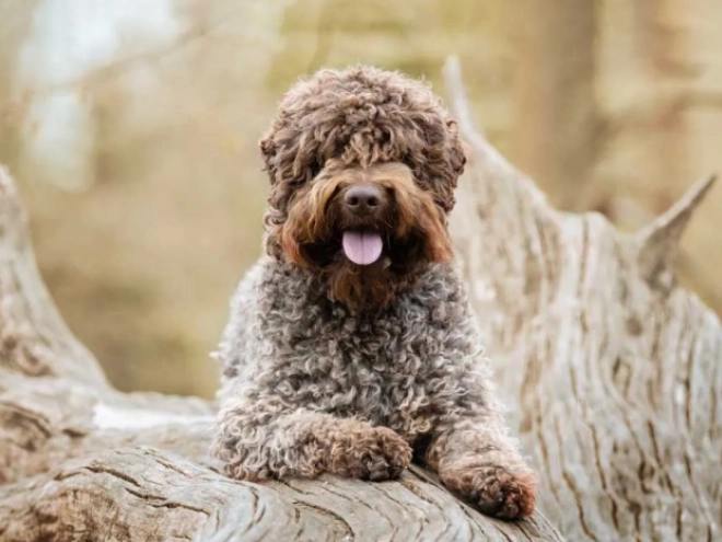 Perros Lagotto Romagnolo en venta