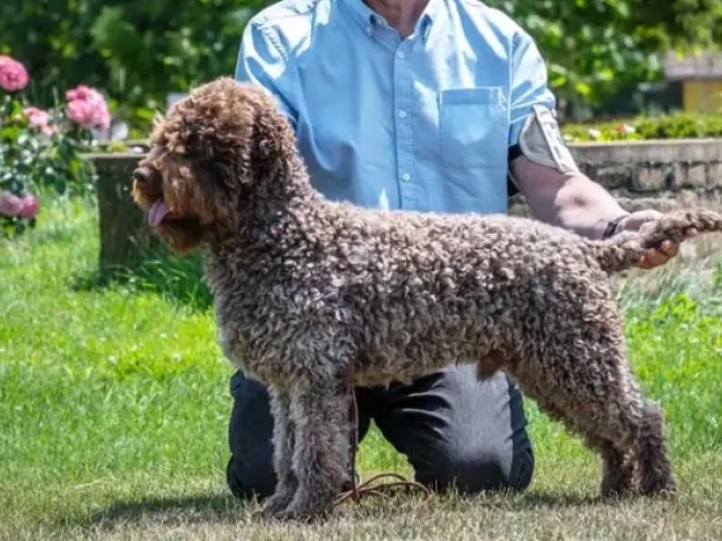 Perros Lagotto Romagnolo en venta