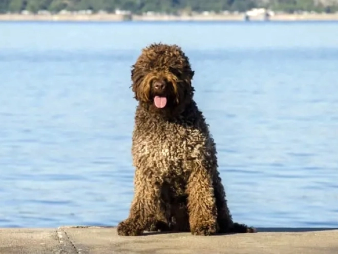Perros Lagotto Romagnolo en venta