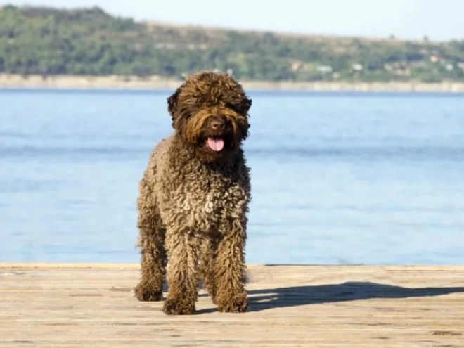 Perros Lagotto Romagnolo en venta