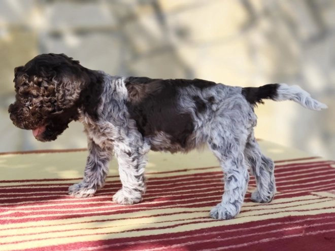 Lagotto Romagnolo puppy for sale