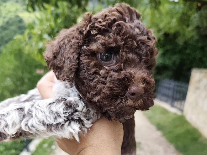 Lagotto Romagnolo puppy for sale