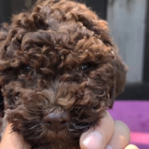 Iza, brown roan Lagotto Romagnolo en venta
