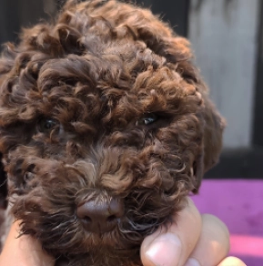 Lagotto Romagnolo puppy for sale