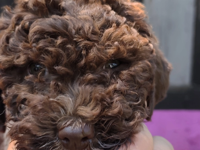 Lagotto Romagnolo puppy for sale