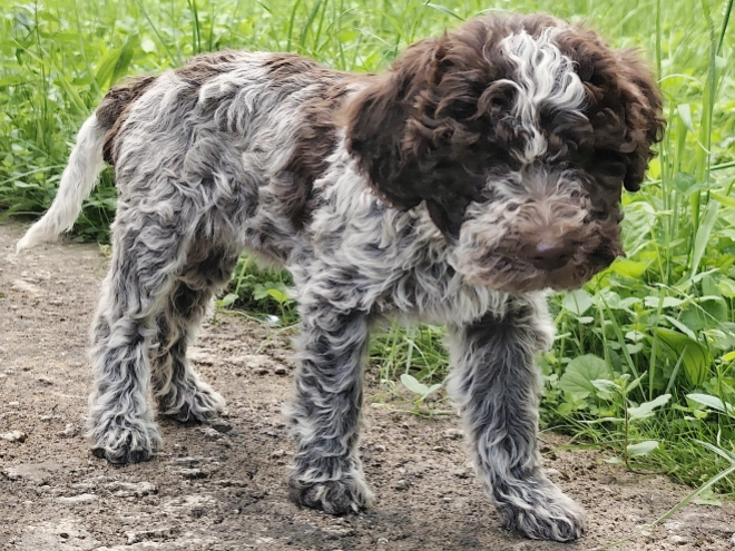 Lagotto Romagnolo puppy for sale