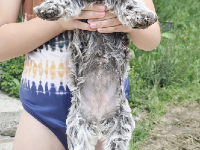 Lagotto Romagnolo puppy for sale
