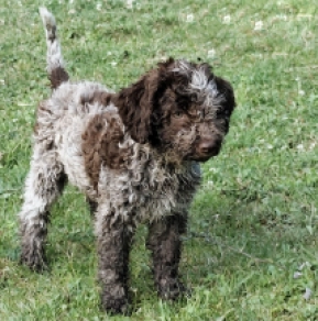 Lagotto Romagnolo puppy for sale