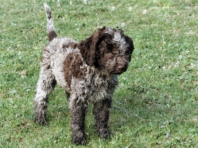 Lagotto Romagnolo puppy for sale