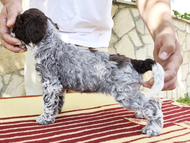 Lagotto Romagnolo puppy for sale