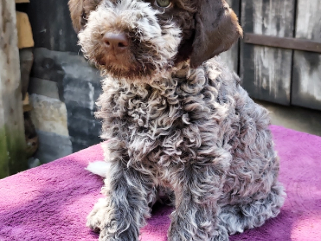 Lagotto Romagnolo puppy for sale