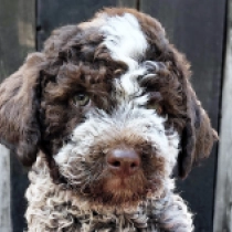 Ramirez, brown roan Lagotto Romagnolo en venta