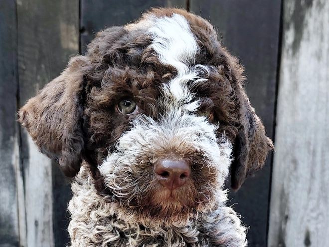 Lagotto Romagnolo puppy for sale