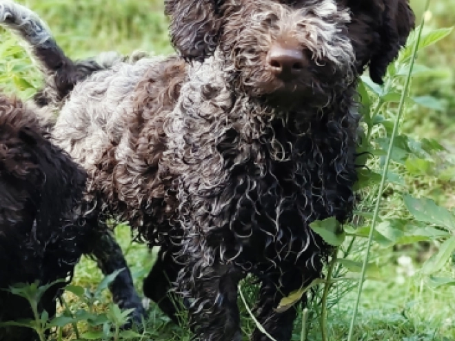 Lagotto Romagnolo puppy for sale