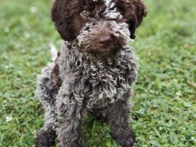 Lagotto Romagnolo puppy for sale
