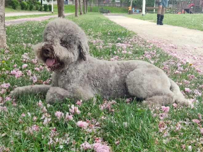 Lagotto Romagnolo puppy for sale