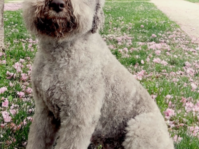 Lagotto Romagnolo puppy for sale