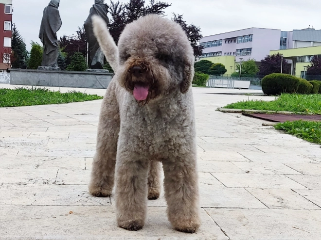 Lagotto Romagnolo puppy for sale