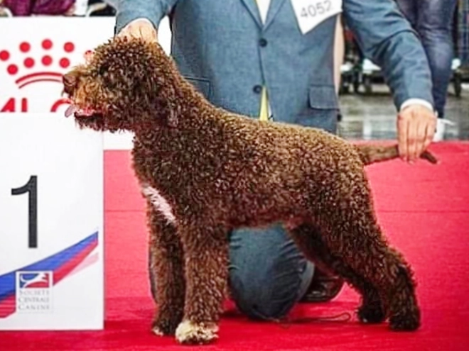 Lagotto Romagnolo puppy for sale