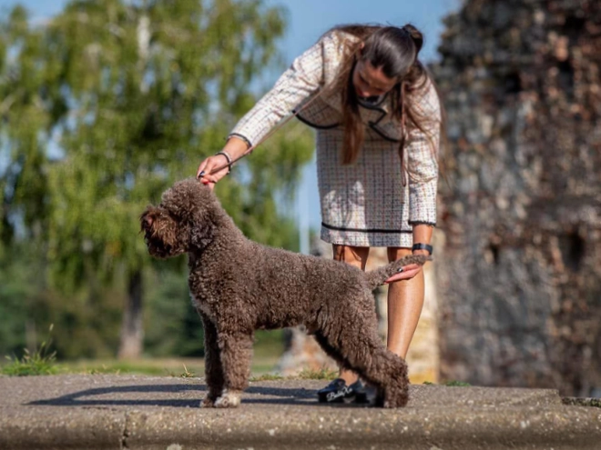 Lagotto Romagnolo puppy for sale