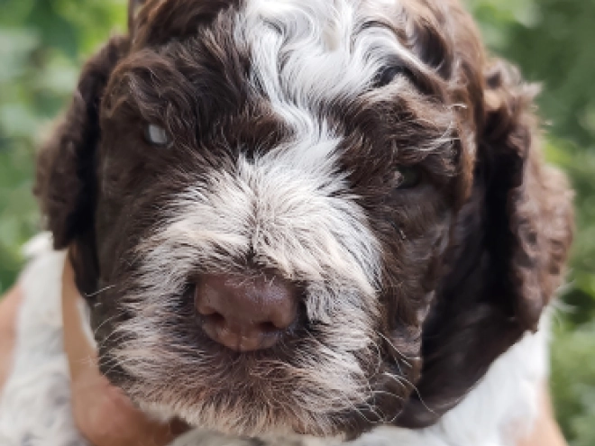 Lagotto Romagnolo puppy for sale