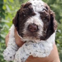 Figgy, brown white Lagotto Romagnolo en venta