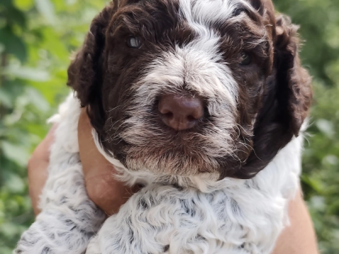 Lagotto Romagnolo puppy for sale