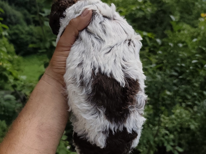 Lagotto Romagnolo puppy for sale