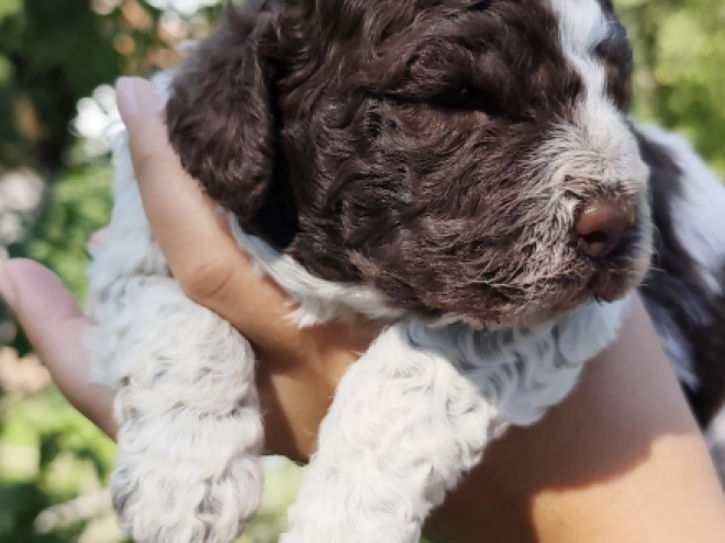 Lagotto Romagnolo puppy for sale