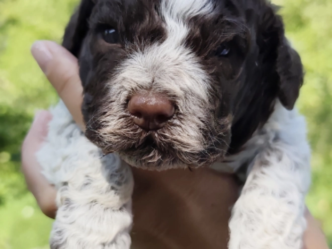 Lagotto Romagnolo puppy for sale