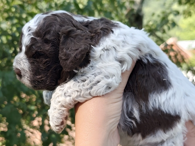 Lagotto Romagnolo puppy for sale