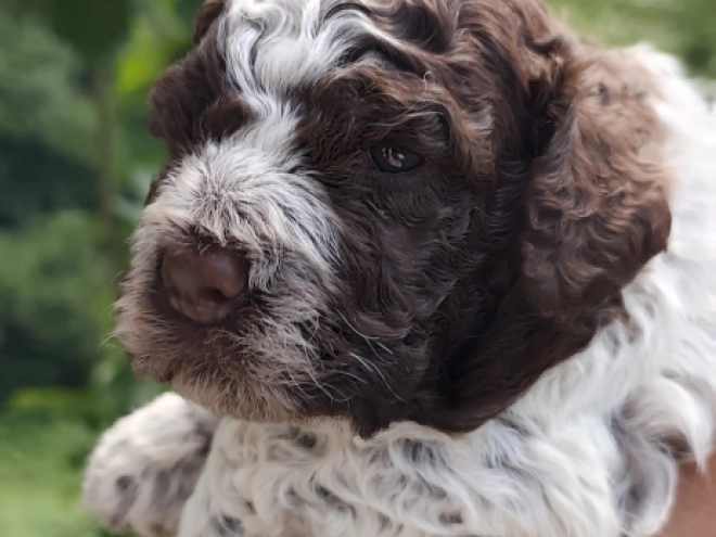 Lagotto Romagnolo puppy for sale